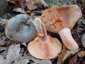 Vörösödőtejű rizike (Lactarius semisanguifluus), Őrség
